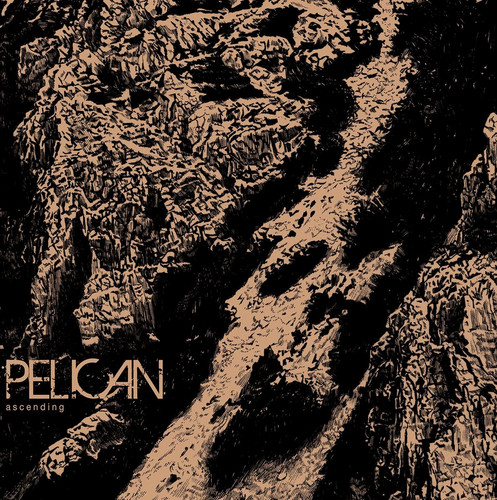 Pelican ascending - pelican,